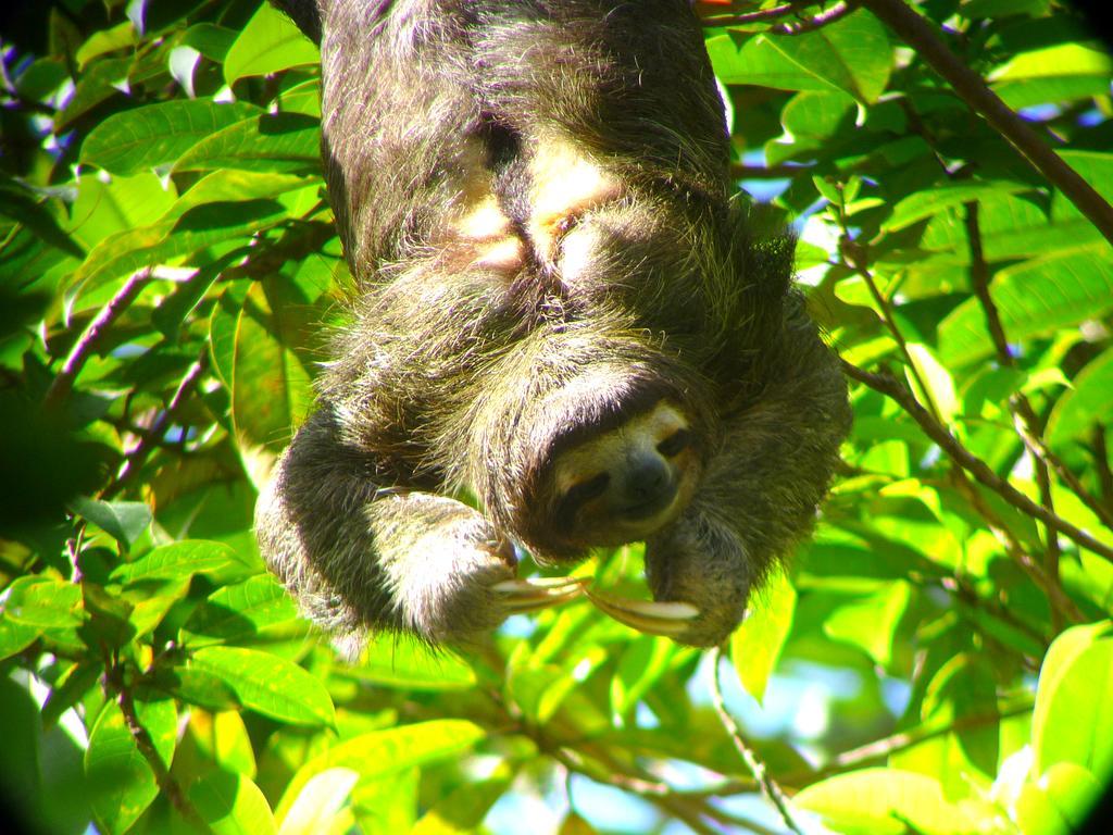 Gamboa Rainforest Reserve Екстер'єр фото